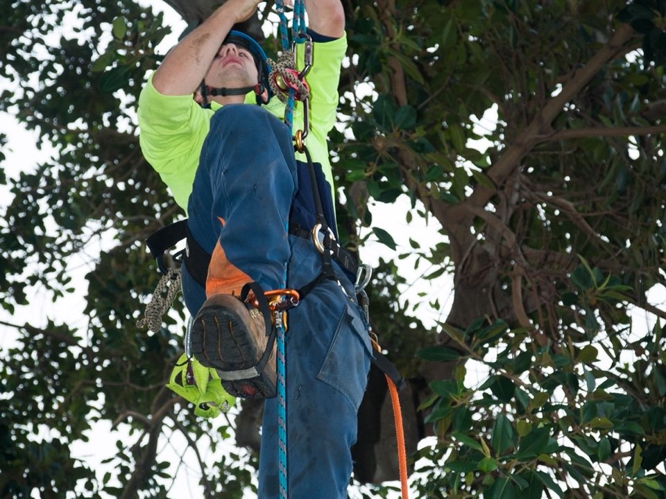 Qualified arborist working in a mature tree during a property survey in Denbighshire